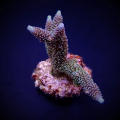 Acropora aspera | M