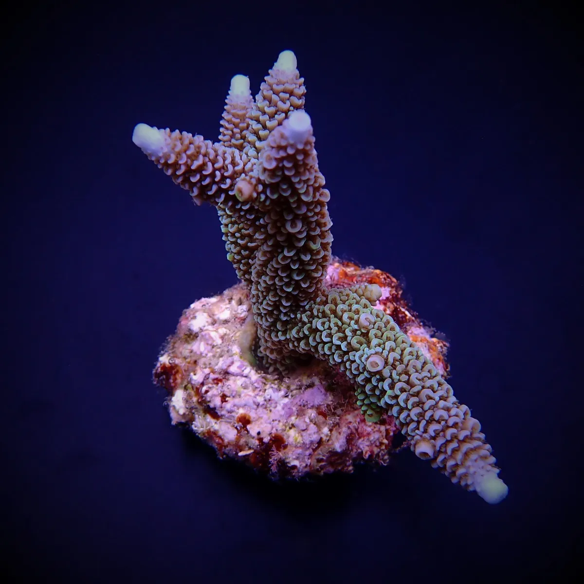 Acropora aspera | M