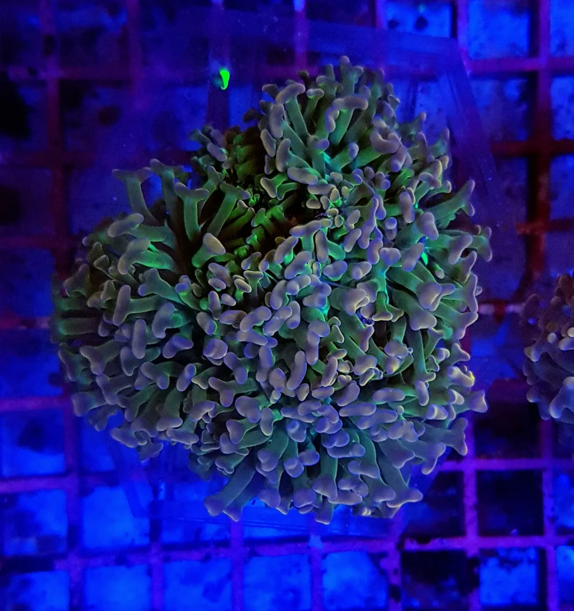 Euphyllia ancora (Special Colored) | S