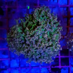 Euphyllia ancora (Special Colored) | L