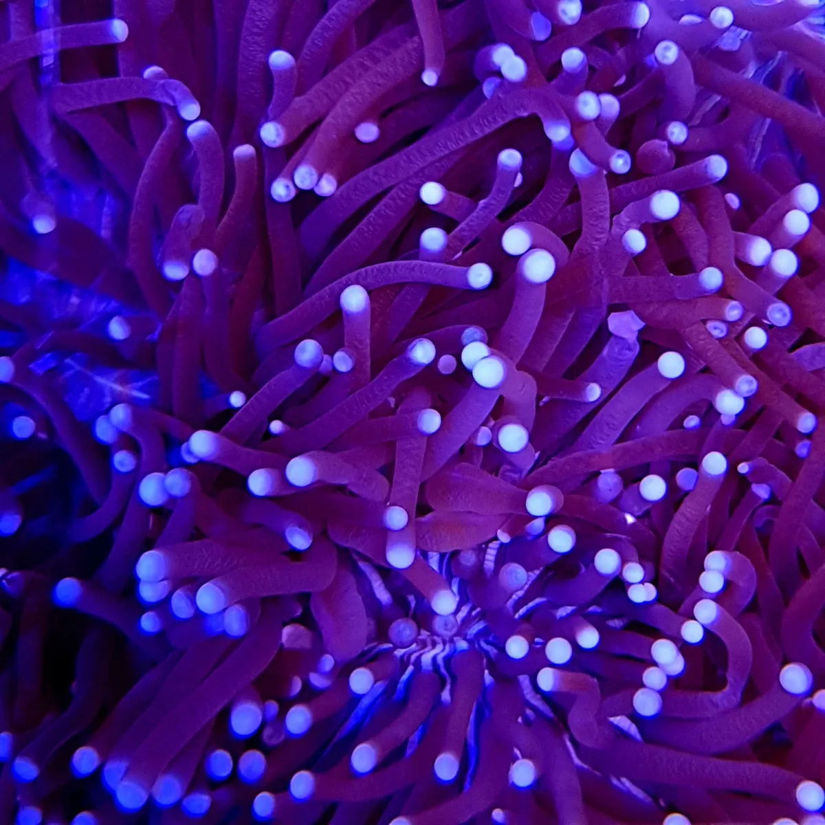 Heliofungia actiniformis (Common) | L