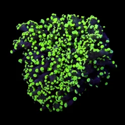 Euphyllia paradivisa (Green) (Premium) (p/h) | T