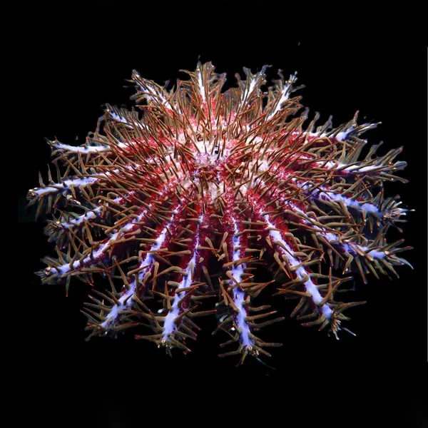 Acanthaster planci (Colored) | L