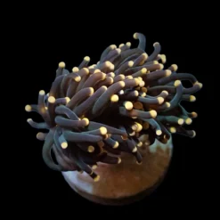 Euphyllia glabrescens (Orange-Pink tip) (1 hd.) | FRAG