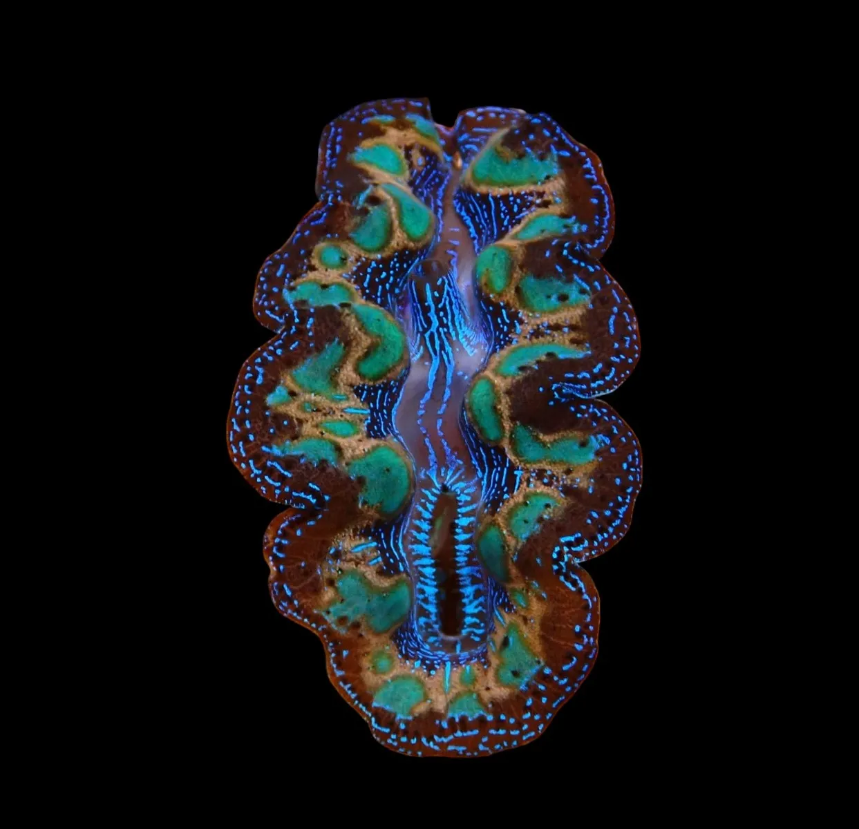 Tridacna Crocea (Ultra) (6cm)