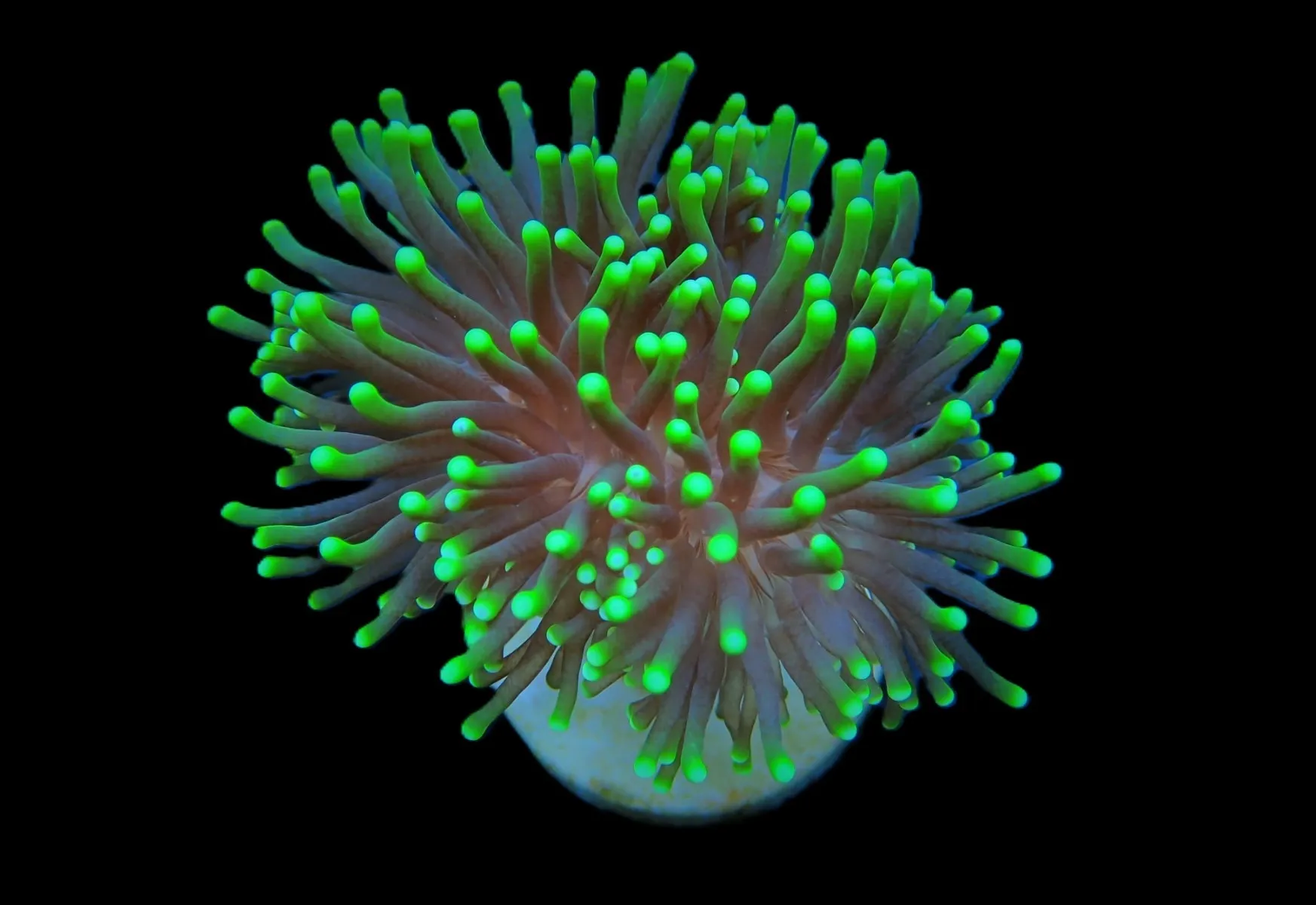 Euphyllia glabrescens (Green) (Premium) (1 hd.) | FRAG