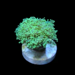 Euphyllia yaeyamaensis (Green) (Premium) (1 hd.) | FRAG