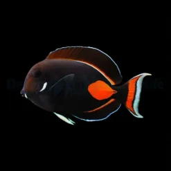 Acanthurus achilles | XL