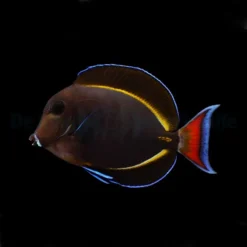 Acanthurus achilles X nigricans (Hybrid) | M/L