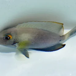 Acanthurus auranticavus | L