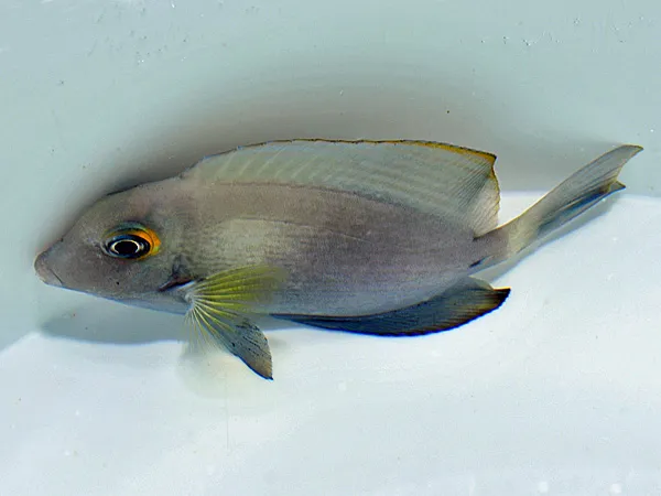 Acanthurus auranticavus | XL