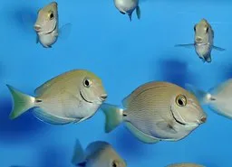 Acanthurus bahianus | M