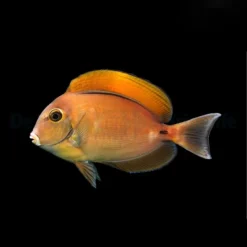 Acanthurus bariene | L