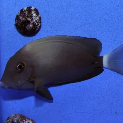 Acanthurus blochii | M