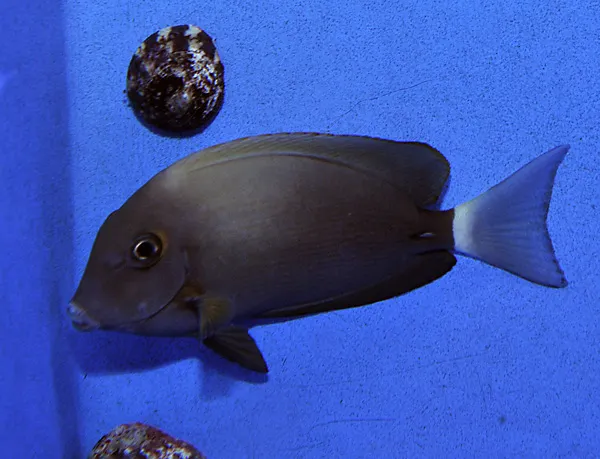 Acanthurus blochii | L
