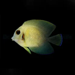 Acanthurus chronixis | S