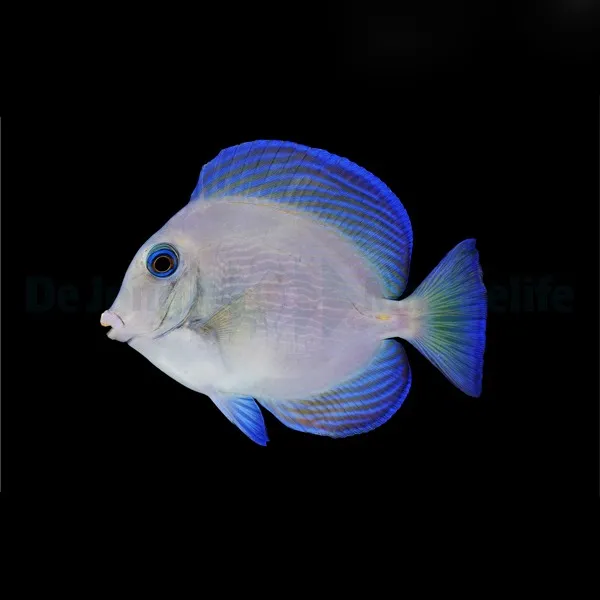 Acanthurus coeruleus | S