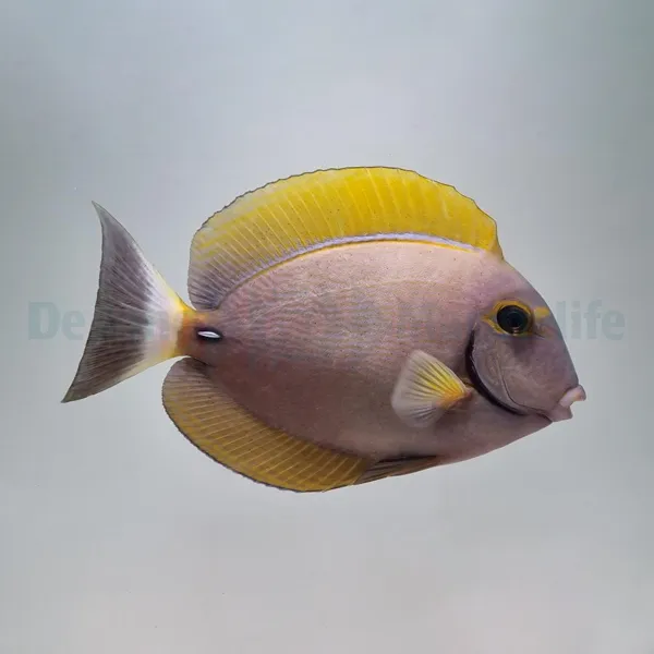 Acanthurus dussumieri | M