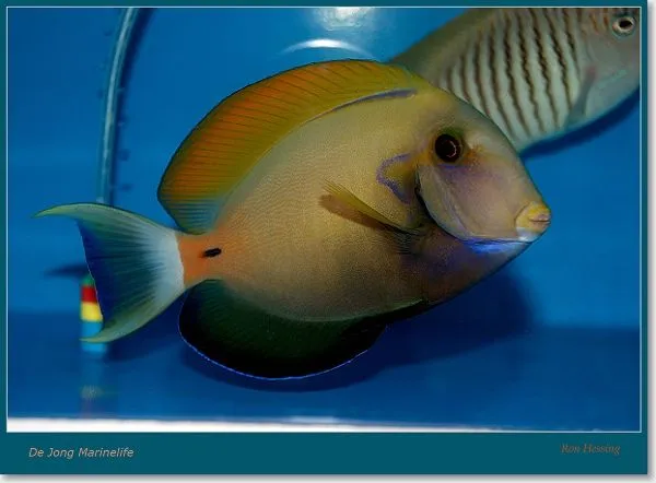 Acanthurus fowleri | XL