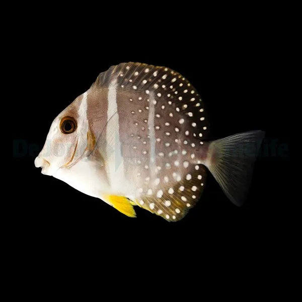 Acanthurus guttatus | M