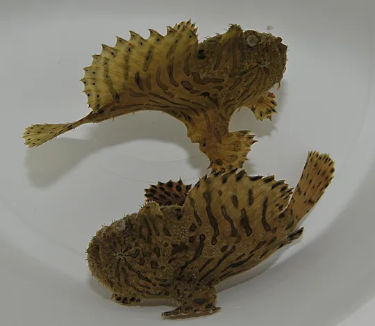 Antennarius hispidus | M
