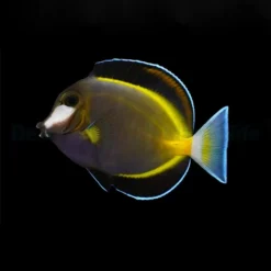 Acanthurus japonicus | S