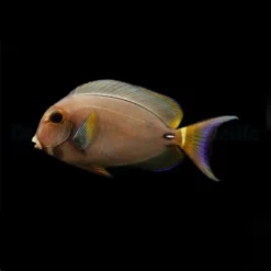 Acanthurus leucocheilus | M