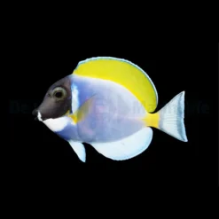 Acanthurus leucosternon | S