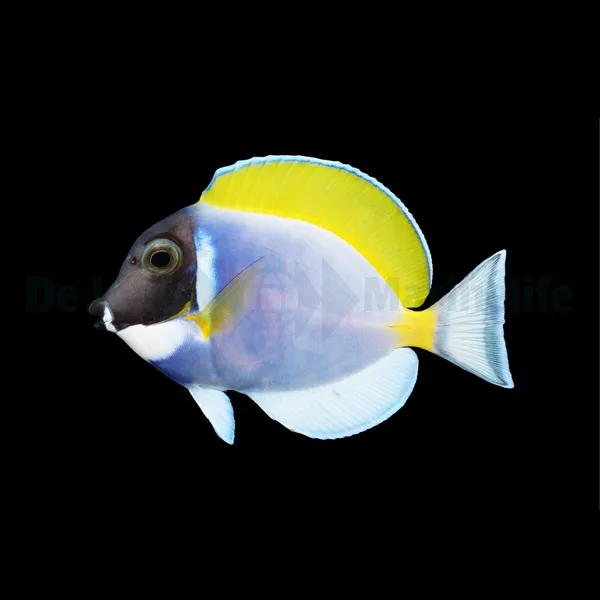 Acanthurus leucosternon | L