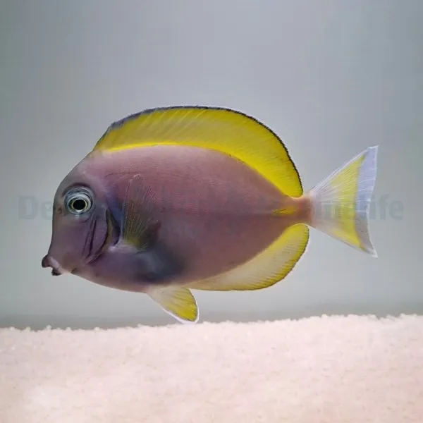 Acanthurus leucosternon X nigricans (Hybrid) | S