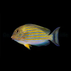 Acanthurus lineatus | M