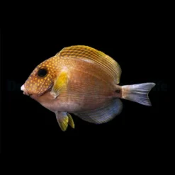 Acanthurus maculiceps | L