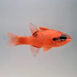 Apogon maculatus | All sizes