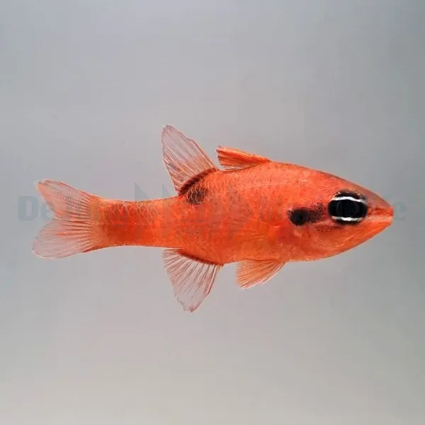 Apogon maculatus | All sizes