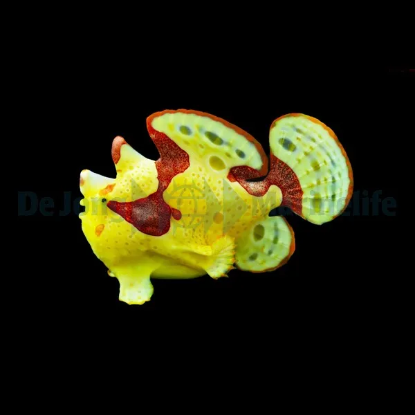 Antennarius maculatus (Original) | L