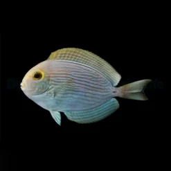 Acanthurus mata | L