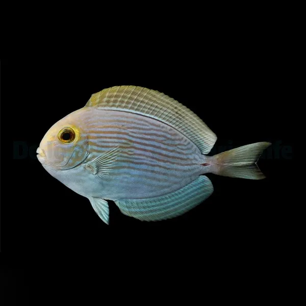 Acanthurus mata | L
