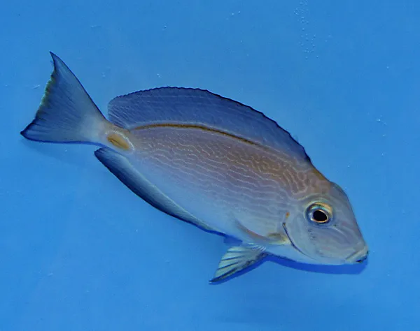 Acanthurus monroviae | M
