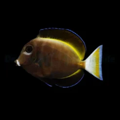 Acanthurus nigricans | XL