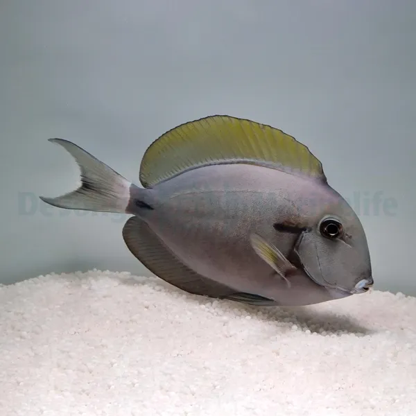 Acanthurus nigricauda | M