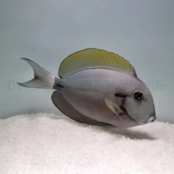 Acanthurus nigricauda | XL