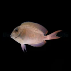Acanthurus nigrofuscus | L