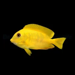 Acanthurus olivaceus | S