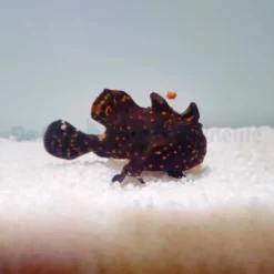 Antennarius pictus | M