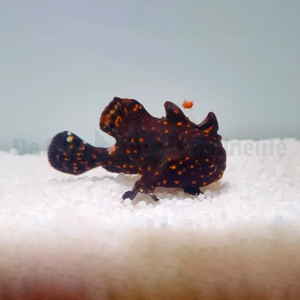 Antennarius pictus | M