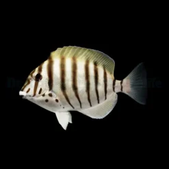 Acanthurus polyzona | M