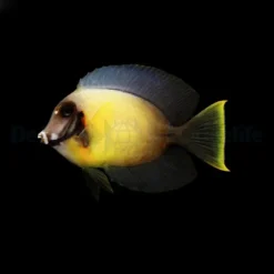 Acanthurus pyroferus | S