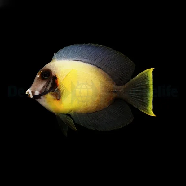 Acanthurus pyroferus | S
