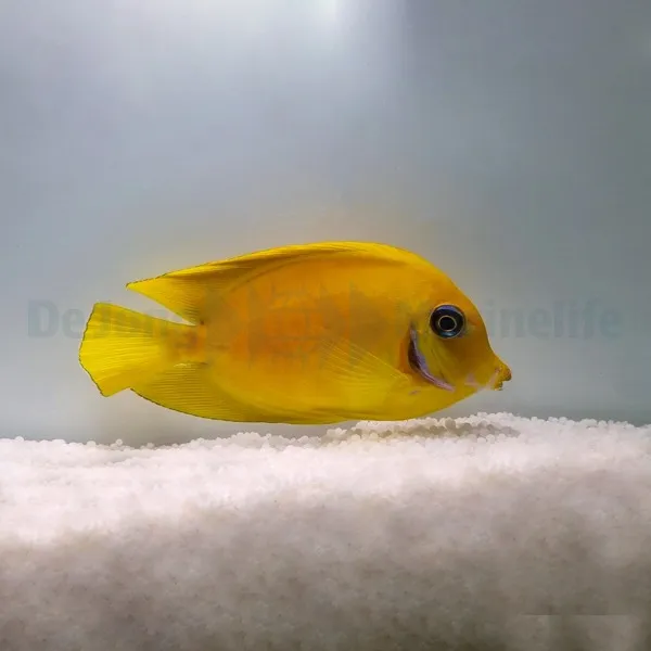 Acanthurus pyroferus (mimic Flavissima) | M