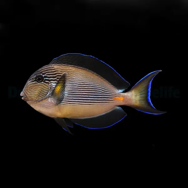 Acanthurus sohal | M